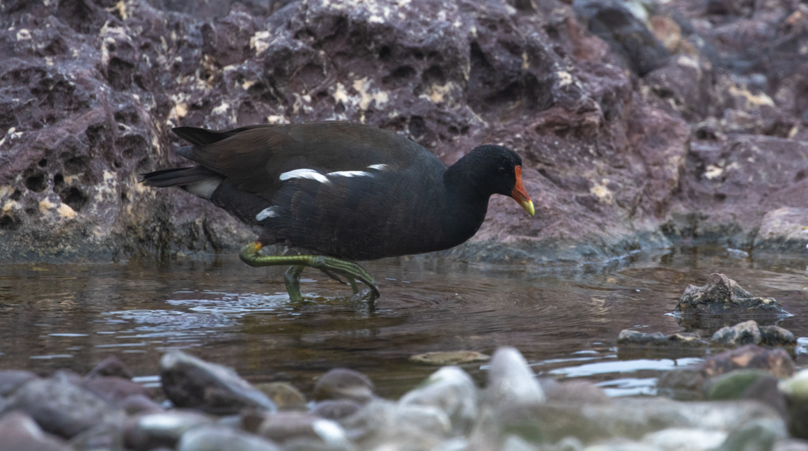 Tagüita del norte (gallinula galeata)